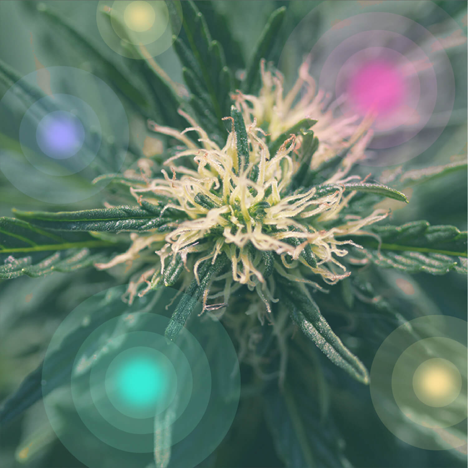 Què és la marihuana medicinal?
