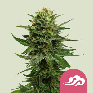 Comprar llavors de cànnabis Mystic Blau en línia Comprar llavors de cànnabis Mystic Blau en línia