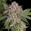 Blue Mystic