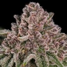 Blue Mystic