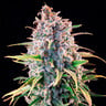 Power Flower
