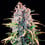 Power Flower