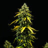 Royal Haze Auto