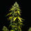 Royal Haze Auto