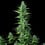 Royal Haze Auto