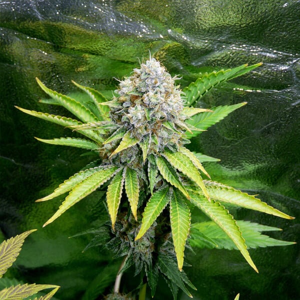 Comprar feminitzades OG Kush llavors de cànnabis Comprar feminitzades OG Kush llavors de cànnabis