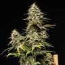 Royal Cheese Auto