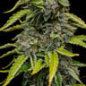 Blue Cheese