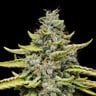 Blue Cheese