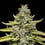 Blue Cheese