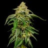 Blue Cheese