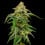 Blue Cheese
