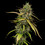 Medical Mass