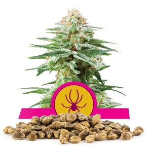 Llavors a l'engròs de White Widow