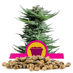 Llavors a l'engròs de Shining Silver Haze
