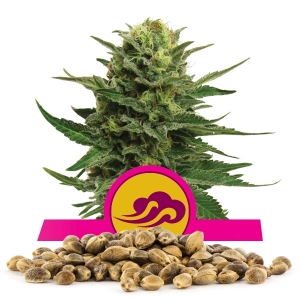 Llavors a l'engròs de Blue Mystic