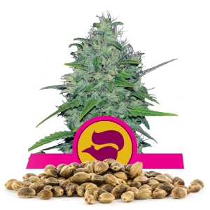 Llavors a l'engròs de Skunk XL
