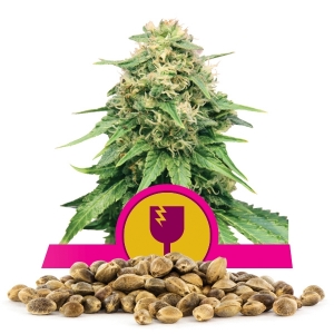 Llavors a l'engròs de Critical