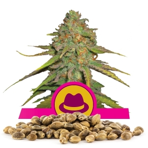 Llavors a l'engròs d'OG Kush