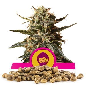 Llavors a l'engròs de Bubblegum XL