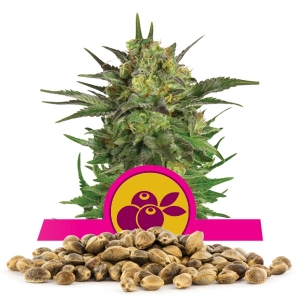 Llavors a l'engròs de Haze Berry