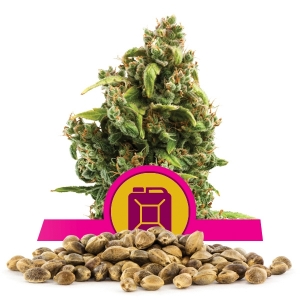 Llavors a l'engròs de Sour Diesel