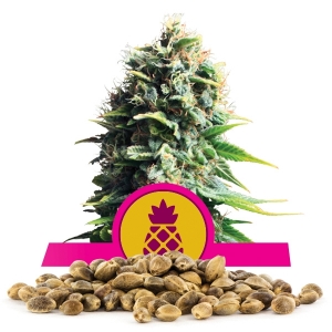 Llavors a l'engròs de Pineapple Kush