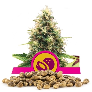 Llavors a l'engròs de Somango XL