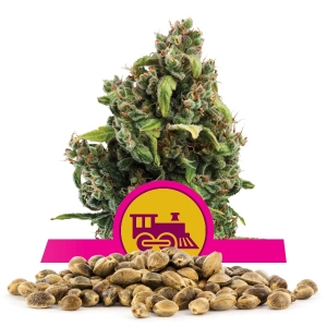 Llavors a l'engròs de Candy Kush Express Fast Version