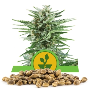 Llavors a l'engròs d'Easy Bud Automàtica
