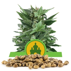 Llavors a l'engròs de Royal Kush Automàtica