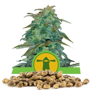 Llavors a l'engròs de Royal Haze Automàtica