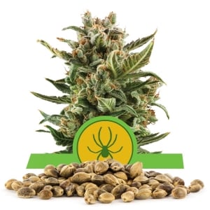 Llavors a l'engròs de White Widow Automàtica