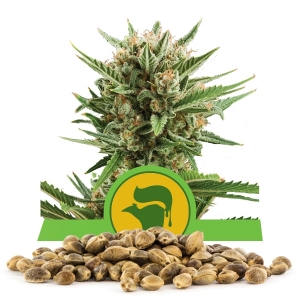 Llavors a l'engròs de Sweet Skunk Automà tica