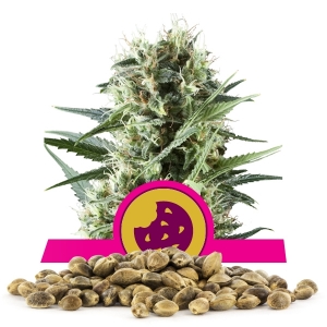 Royal Cookies Bulk Seeds Royal Cookies Bulk Seeds