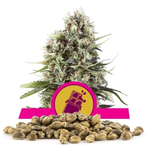 Chocolate Haze Bulk Seeds Chocolate Haze Bulk Seeds