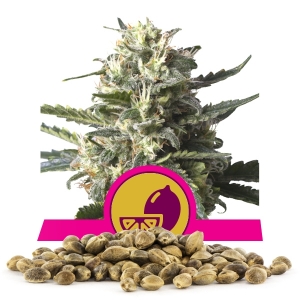 Llavors a l'engròs de Lemon Shining Silver Haze