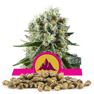Llavors a l'engròs de Critical Kush