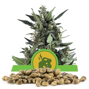 Blue Cheese Automatic Bulk Seeds Blue Cheese Automatic Bulk Seeds