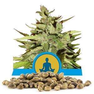 Stress Killer Automatic CBD Bulk Seeds Stress Killer Automatic CBD Bulk Seeds