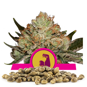 Llavors a l'engròs de Hulkberry