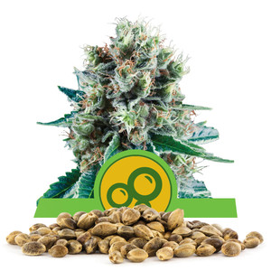 Llavors a l'engròs de Bubble Kush Automatic