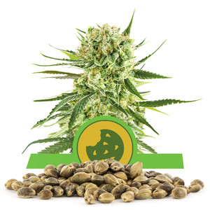 Royal Cookies Automatic Bulk Seeds