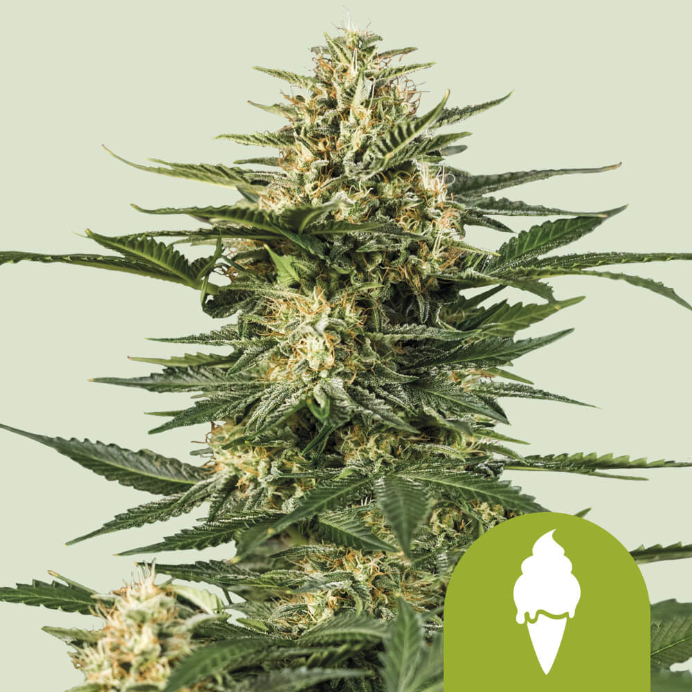 Семена Royal Seeds Купить