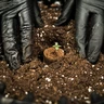 Soil Plugs