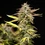Apple Fritter Auto