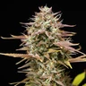 Apple Fritter Auto