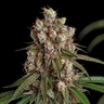 Tangie