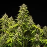 Tropicana Cookies Purple Auto