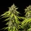 Tropicana Cookies Purple Auto